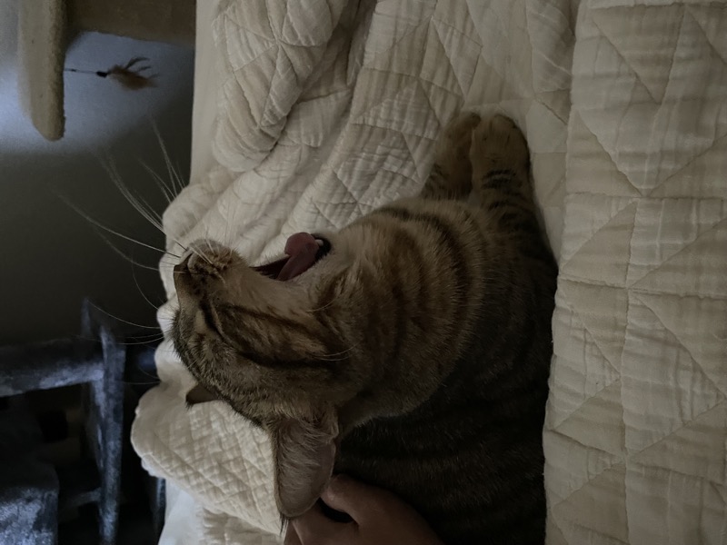 Hummus yawning