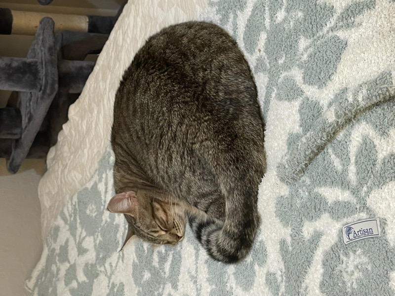Hummus sleeping