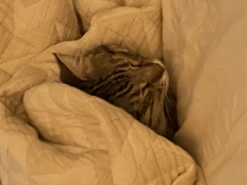 Hummus cozy