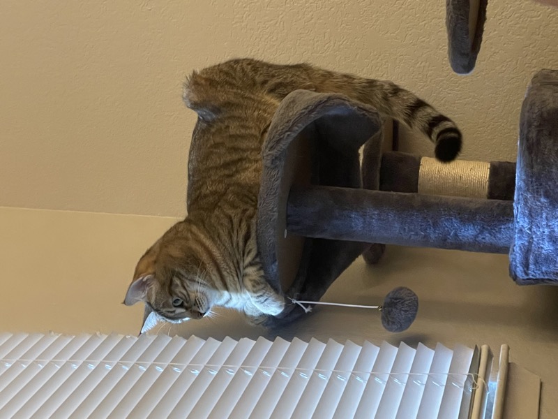 Hummus sitting by the window